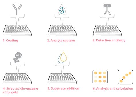 elisa test technique|how does an elisa work.